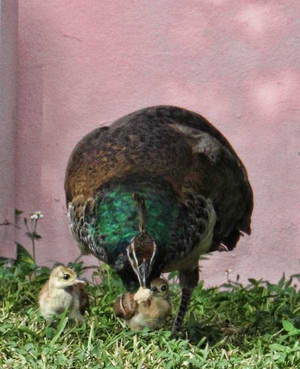 Momma Peacock